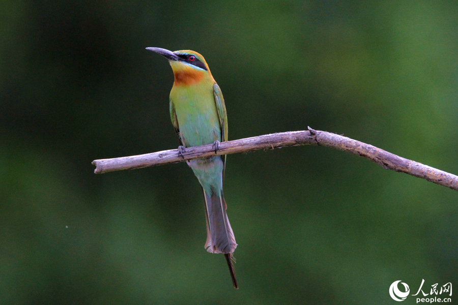 Blue Tailed Bee Eaters Flock To Xiamen SE China S Fujian