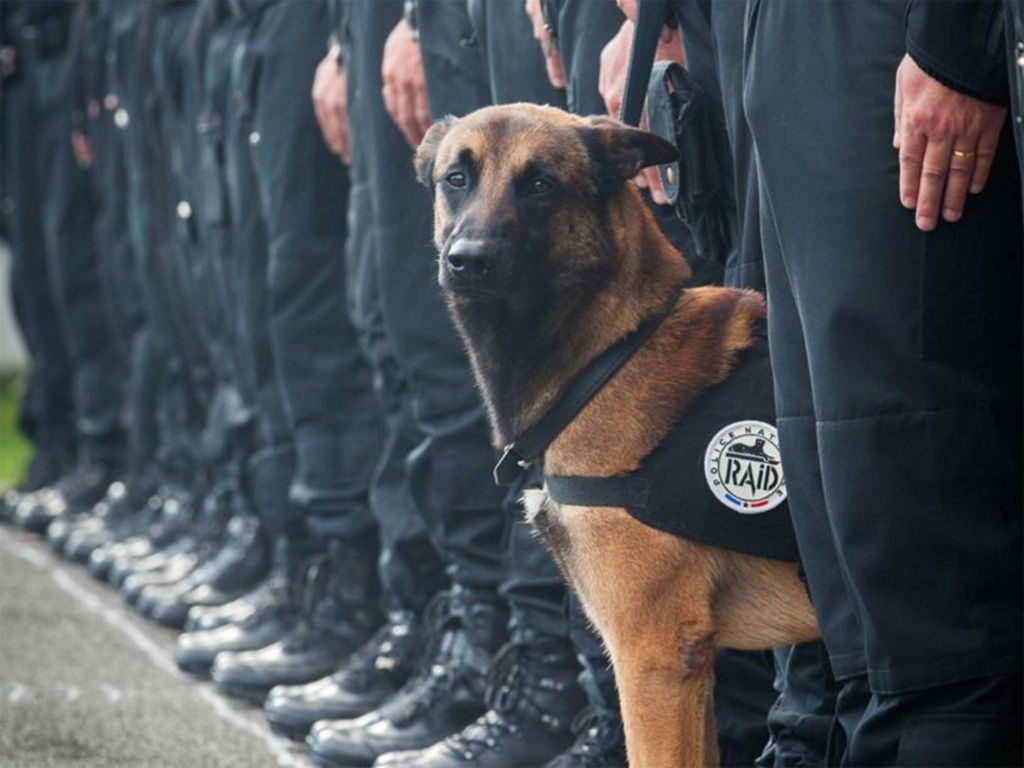 "not all heroes are human" - diesel, the french police dog #je