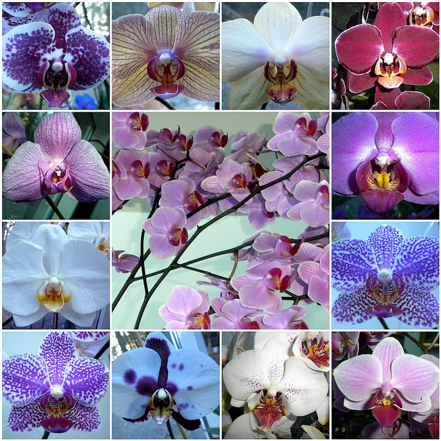 3.orchids.jpg