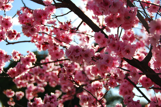 9.-cherry-blossoms.jpg