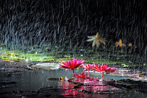 雨中即景(照片):雨啊,雨啊,不要走! .