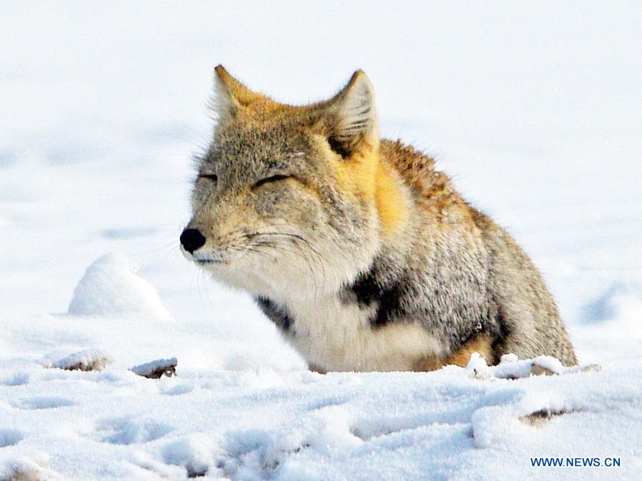 tibetan sand fox plush