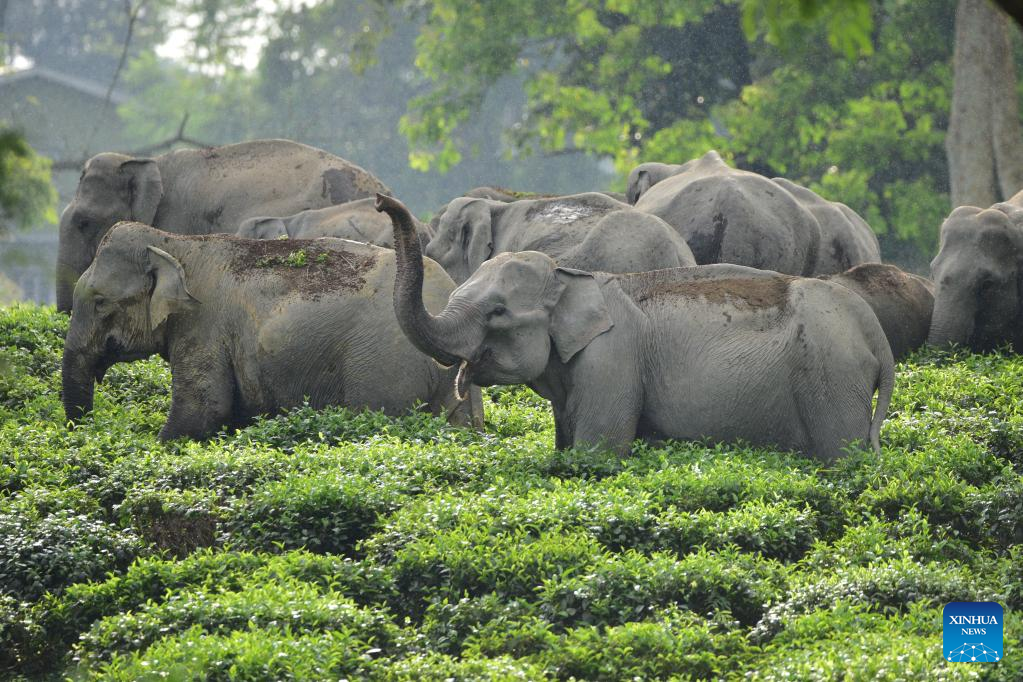 wild-elephants-in-india