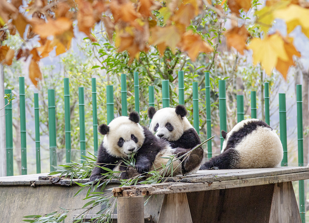 Panda Mid Fall Adorable giant pandas enjoying autumn in SW China
