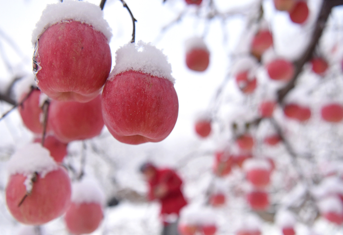 Yiyuan farmers harvest snow apples