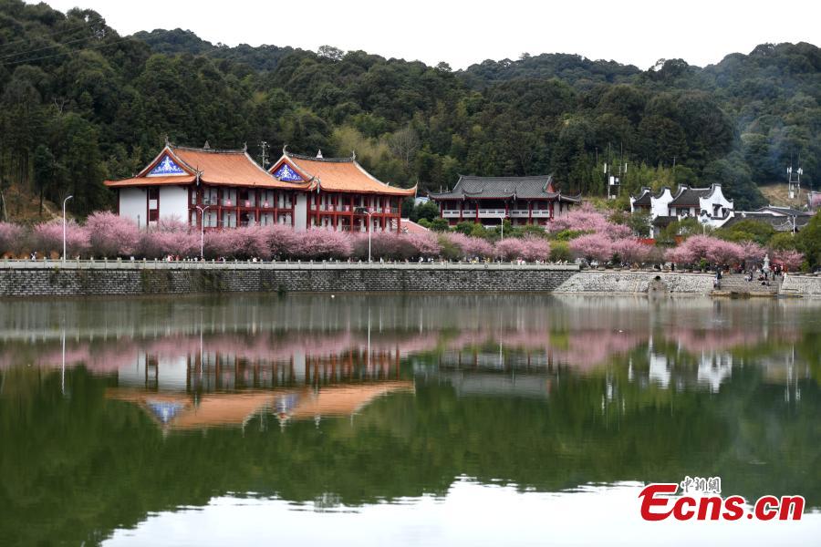 Plum blossoms bloom in ancient temple in Fuzhou