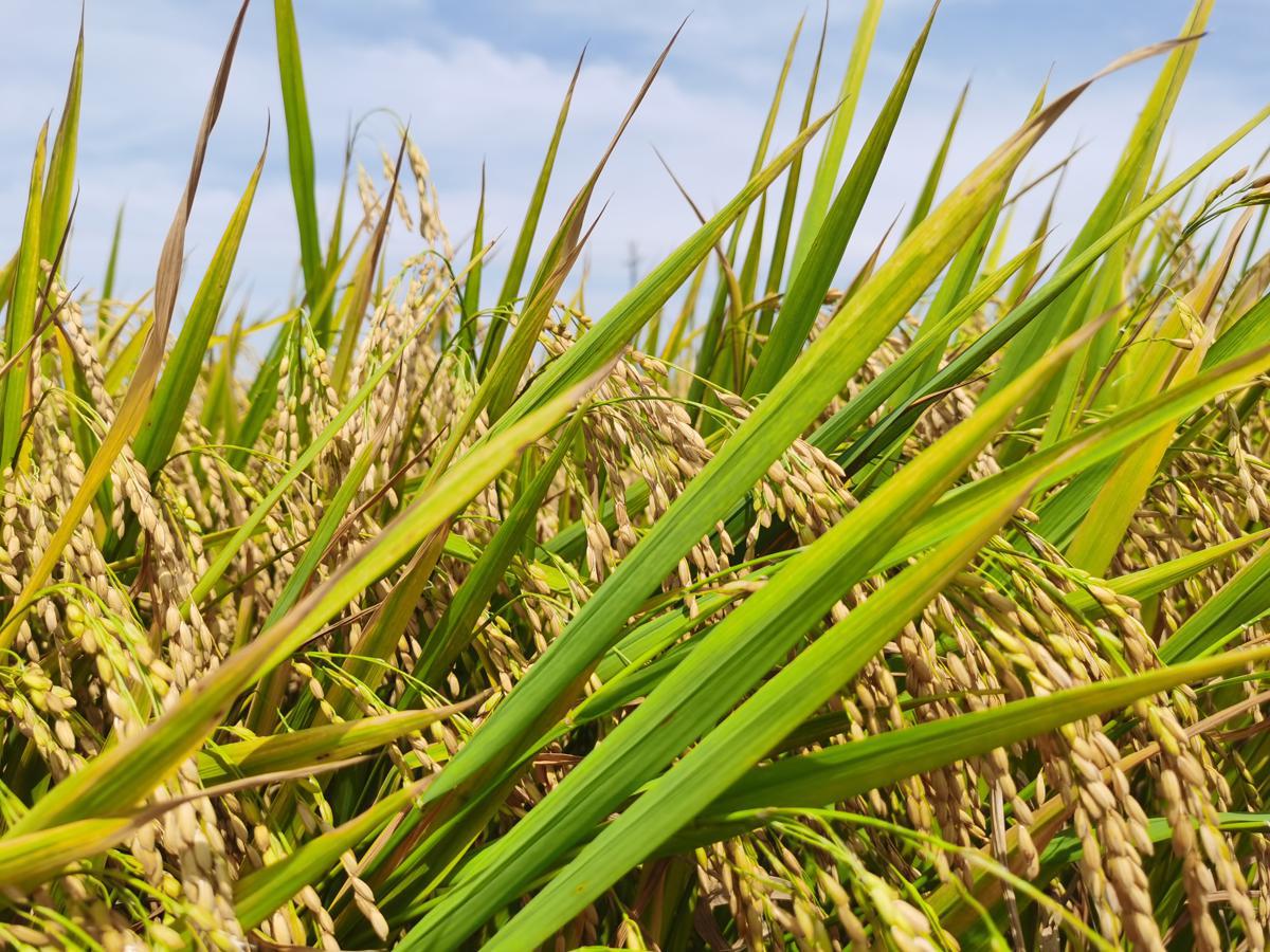 Early rice harvested in Guangdong