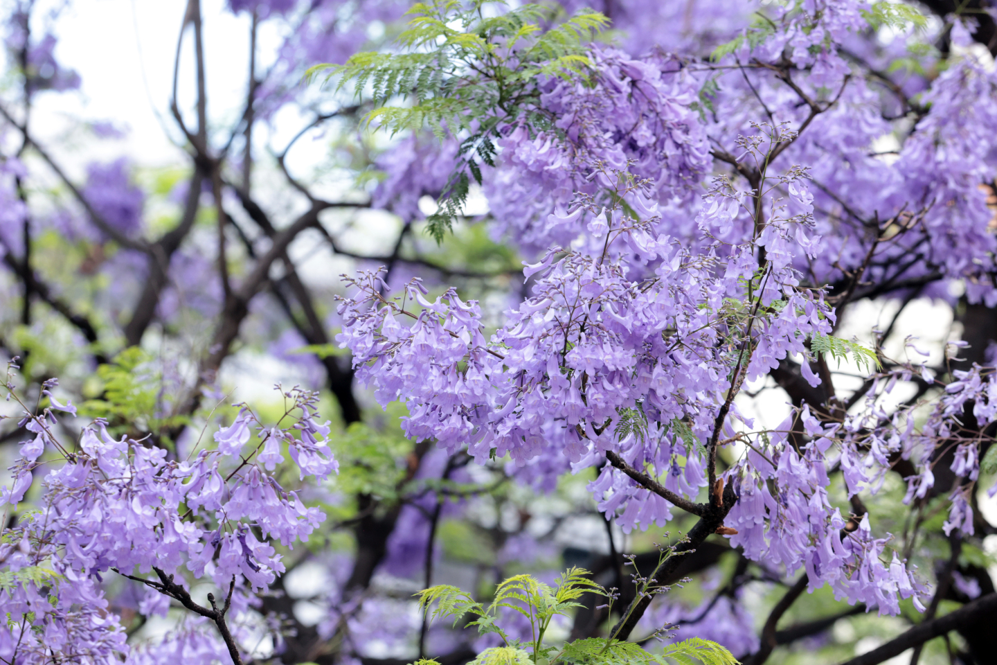 Purple blossoms