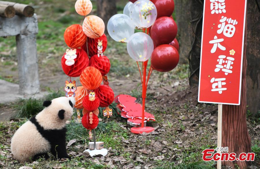 Giant Panda Cubs Make Appearance For Chinese New Year Celebration   65bdded6e4b02bd2272603ff 