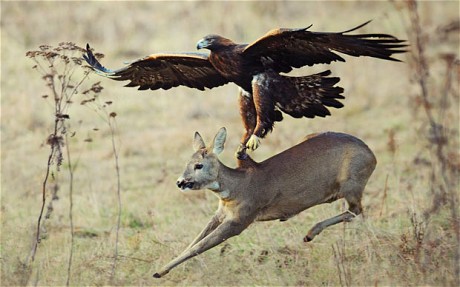 Young Doe Attacked By A Golden Eagle China World