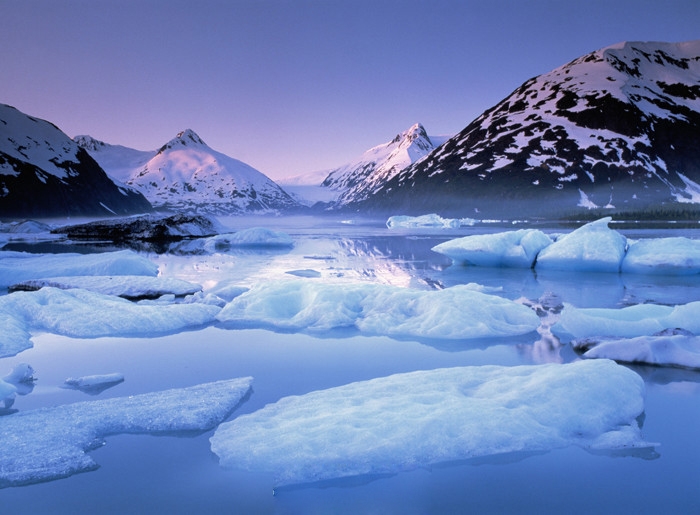 a group pictures of the arctic
